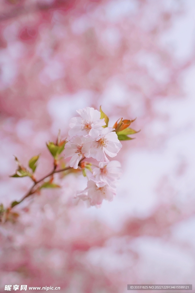樱花