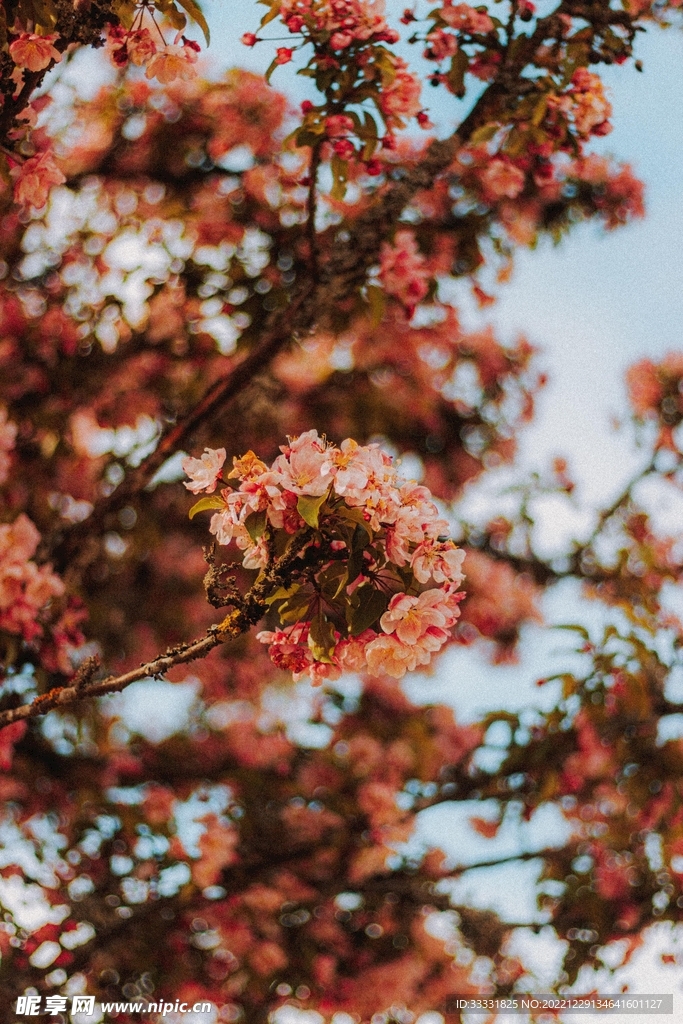 樱花