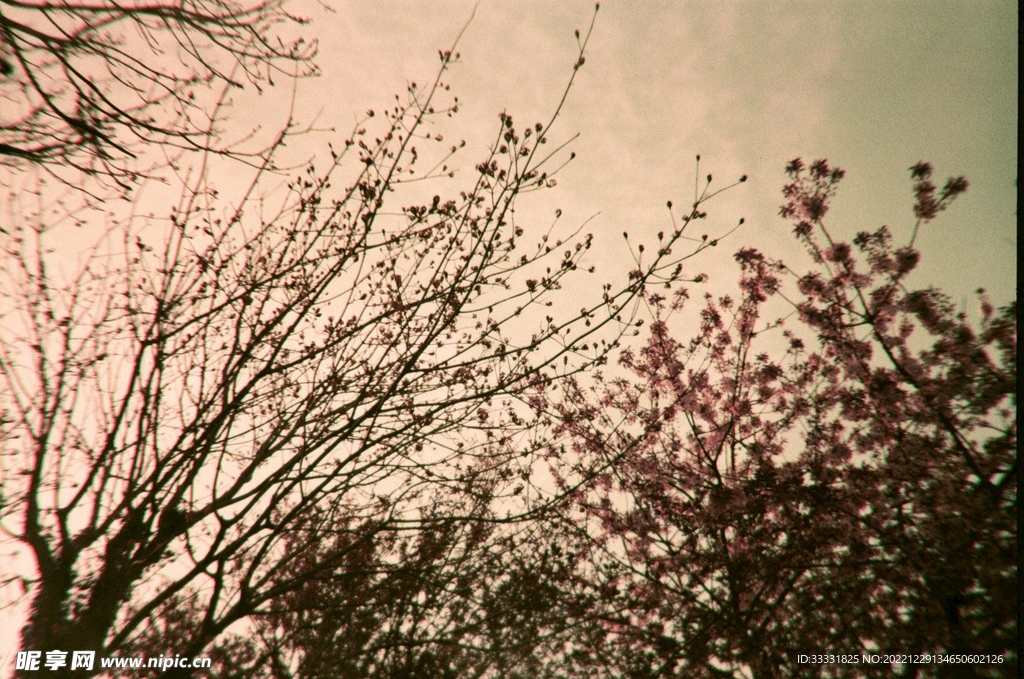 樱花