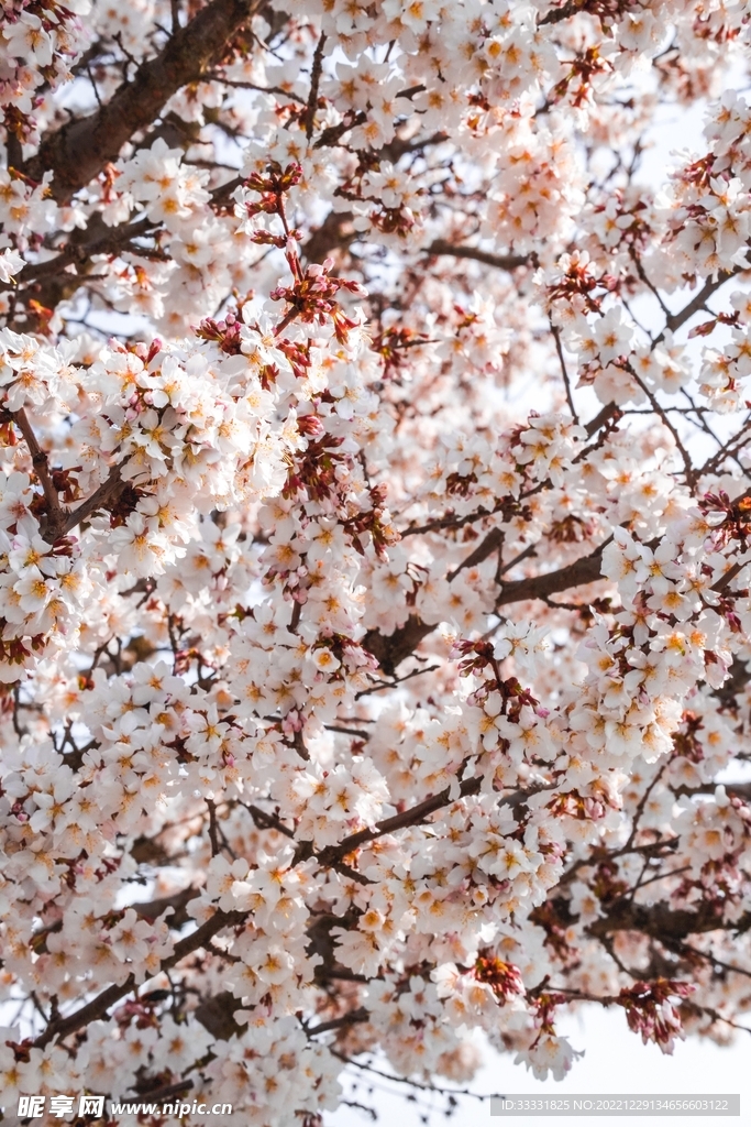 樱花