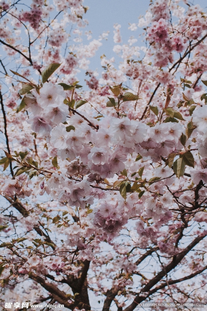 樱花
