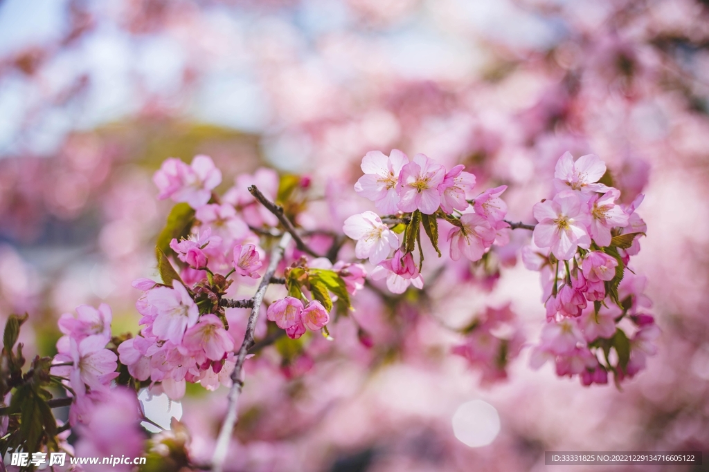 樱花