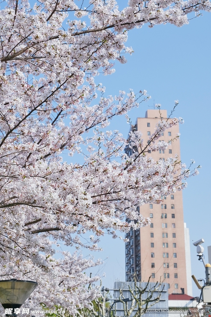 樱花