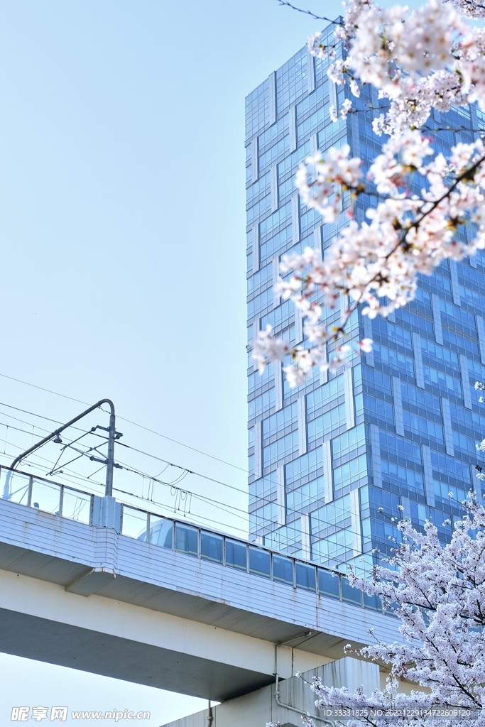 樱花