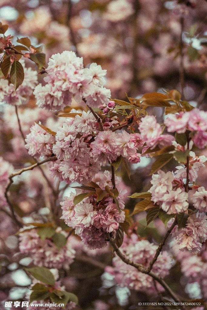 樱花