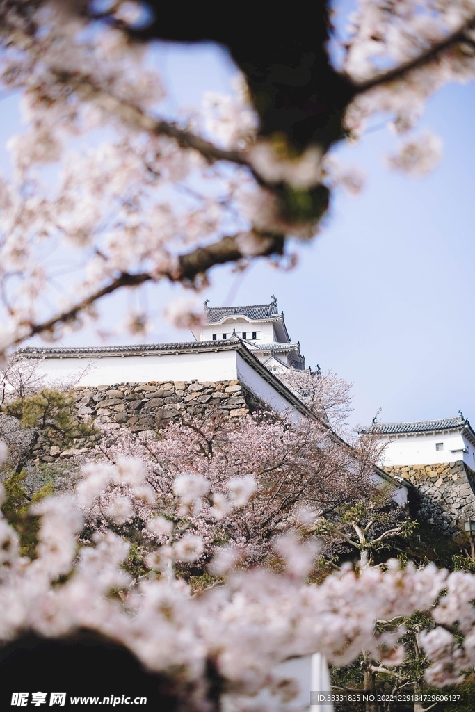 樱花