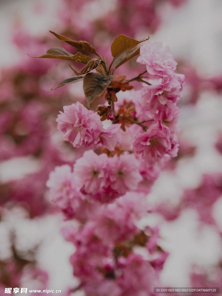 樱花