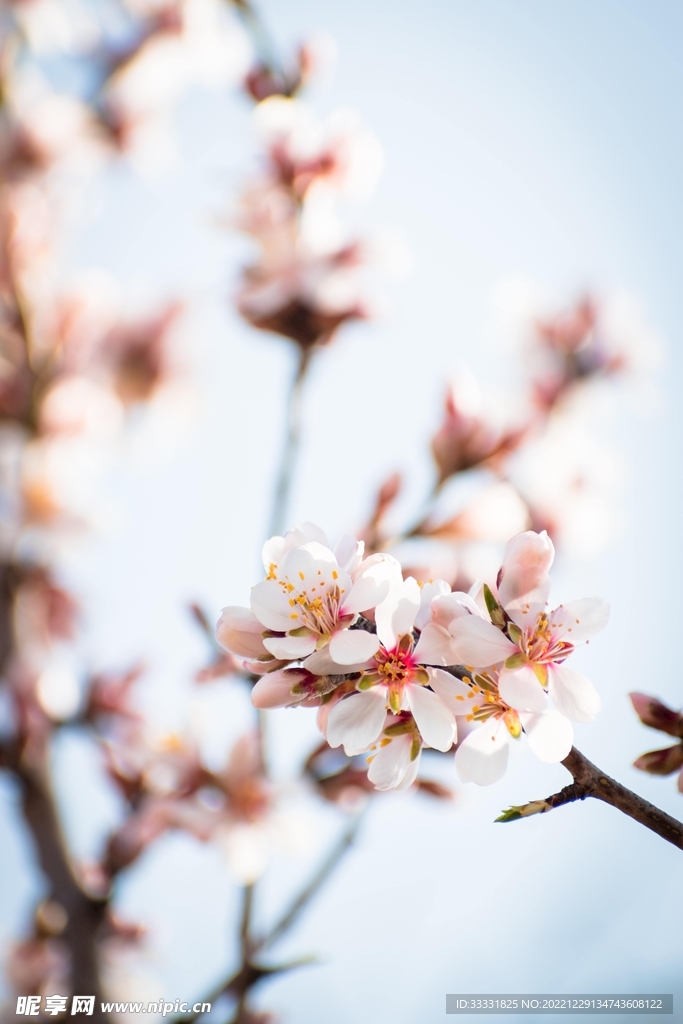 樱花