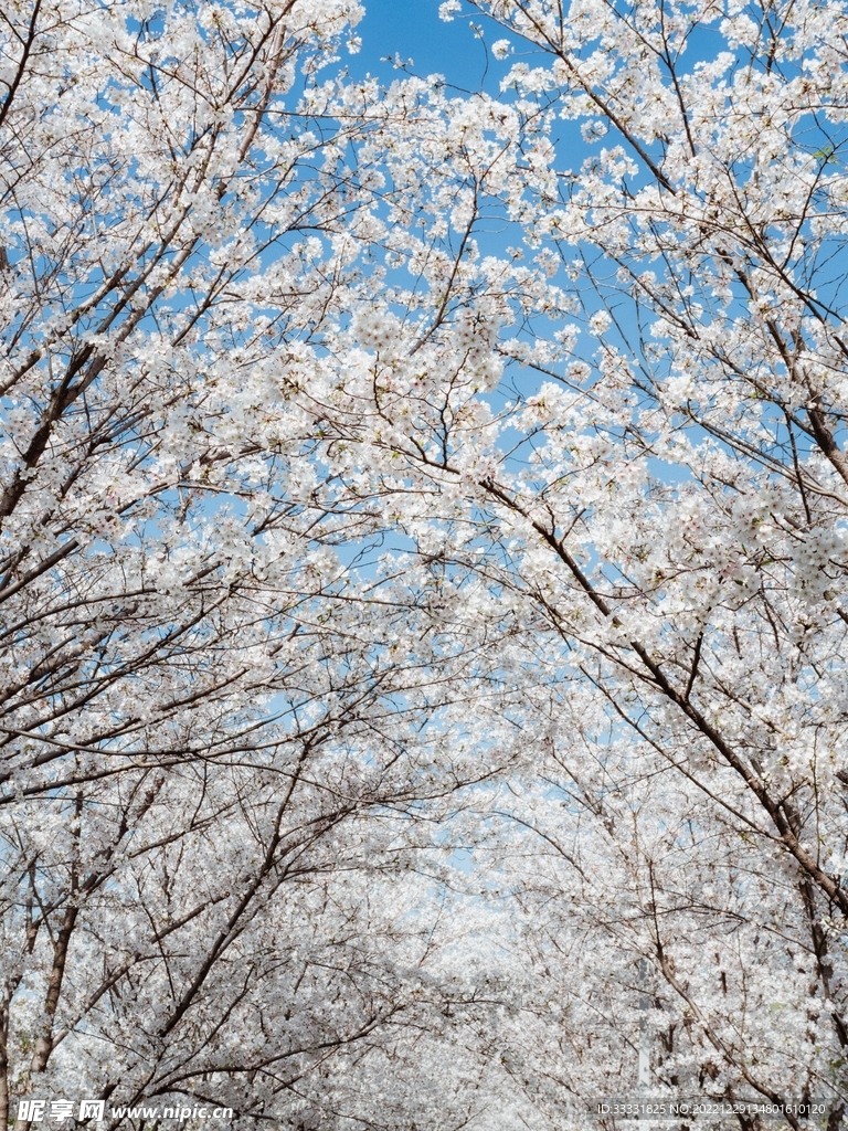 樱花