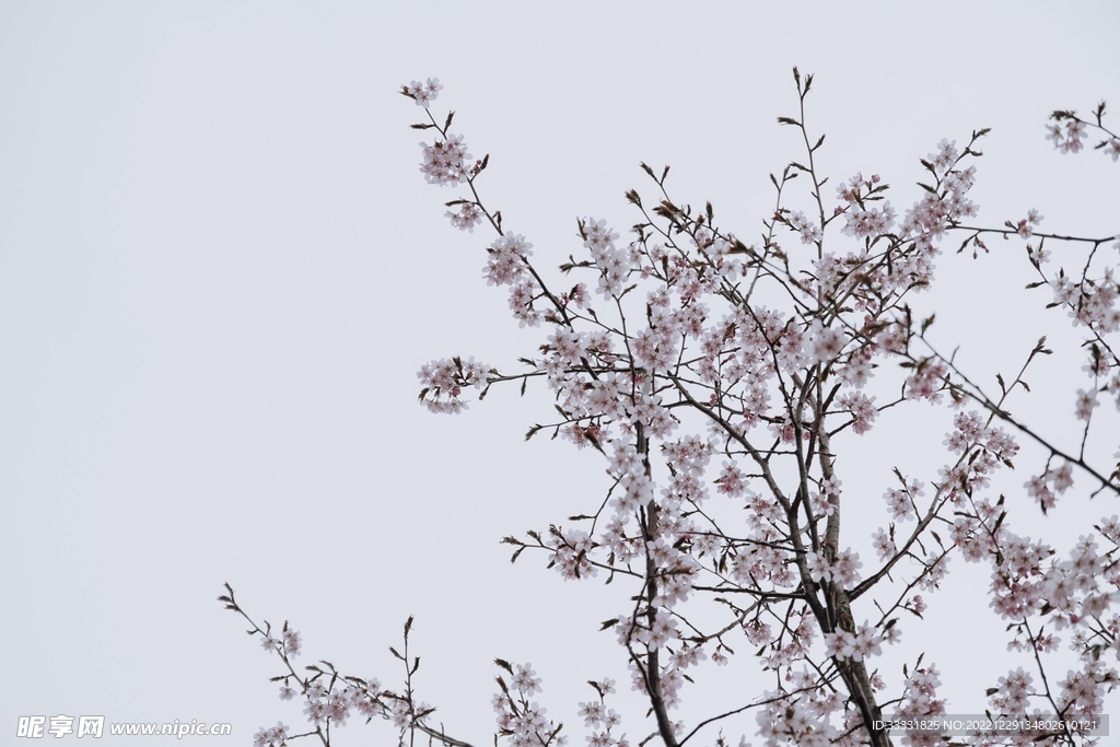 樱花