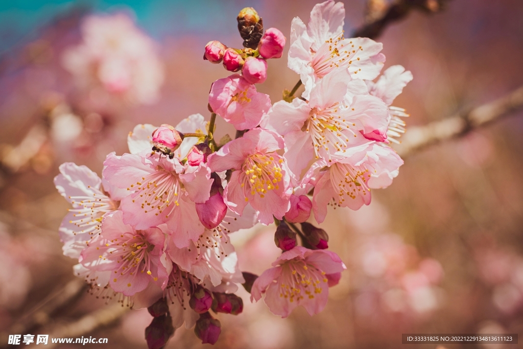 樱花