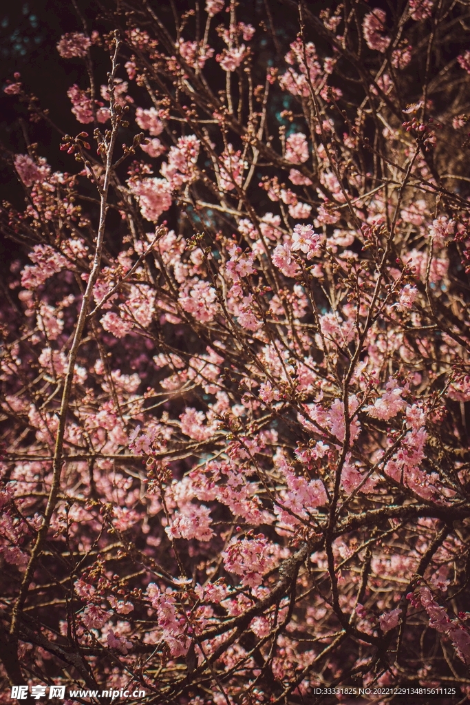 樱花