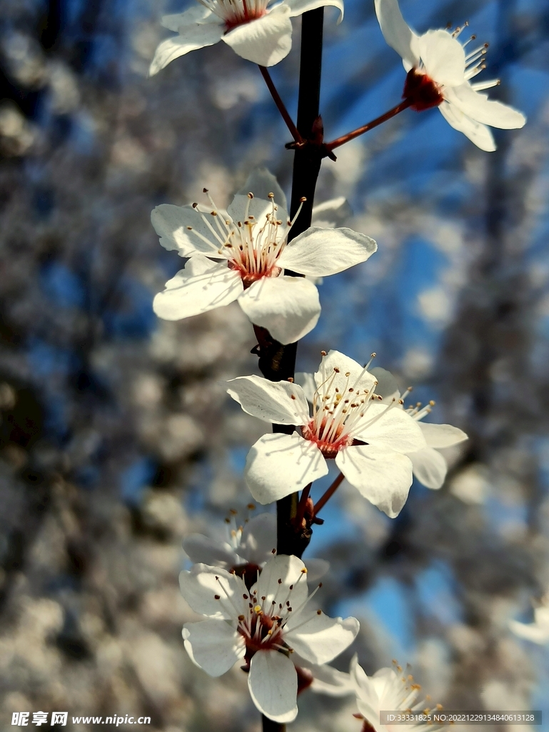 樱花