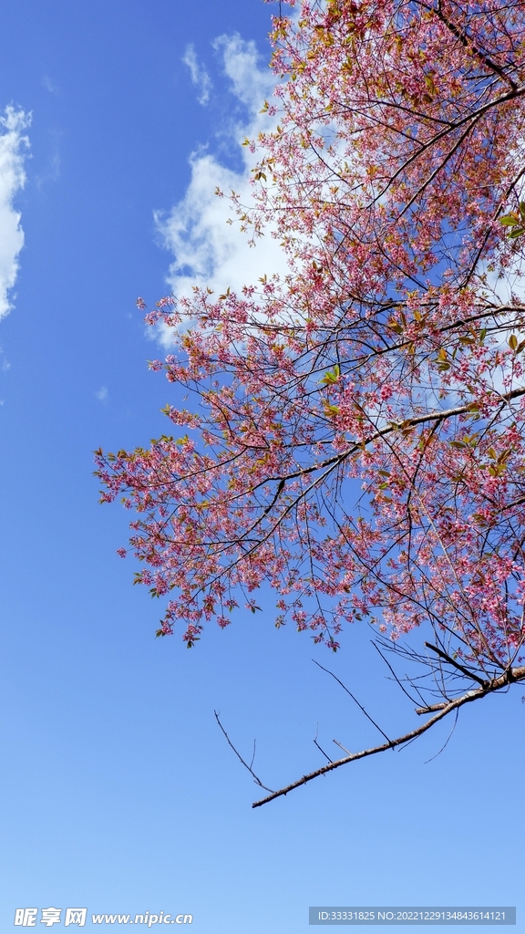 樱花
