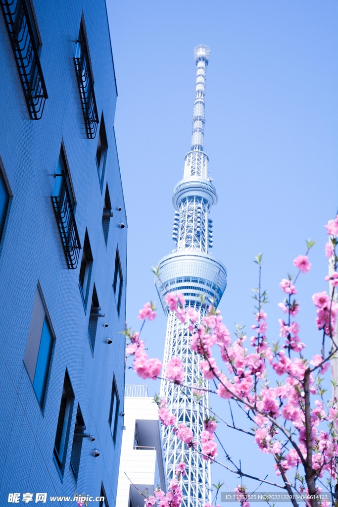 樱花