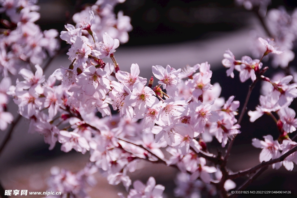 樱花