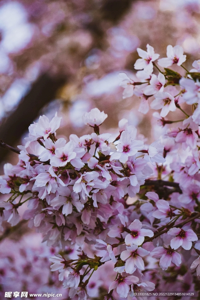 樱花