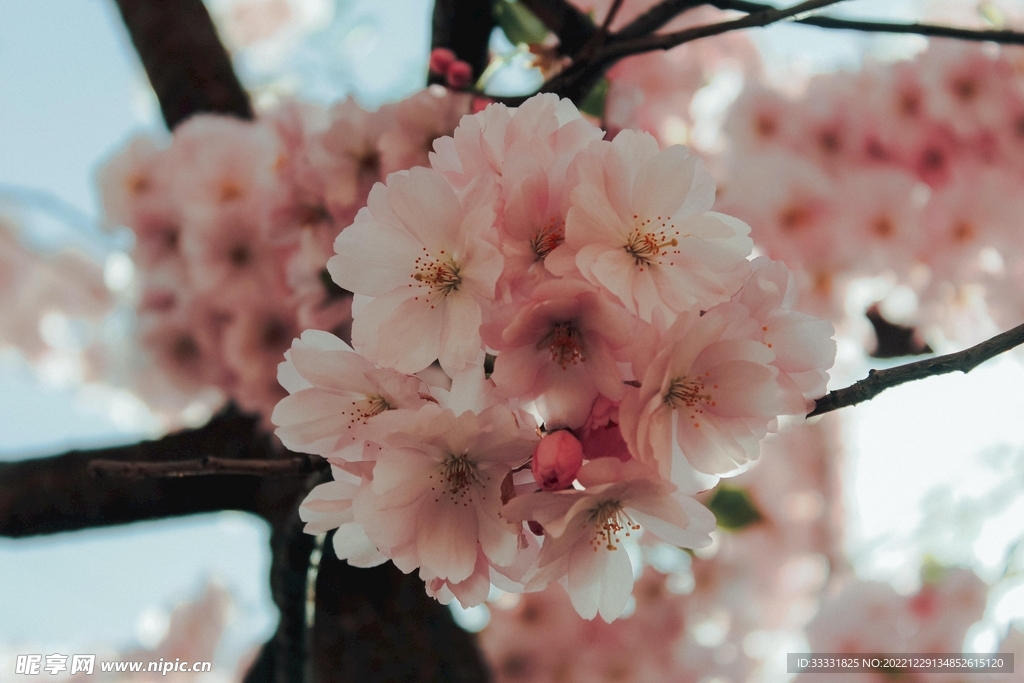 樱花