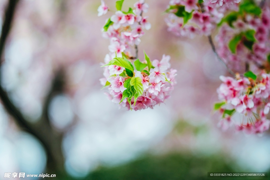 樱花