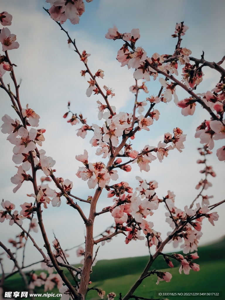 樱花