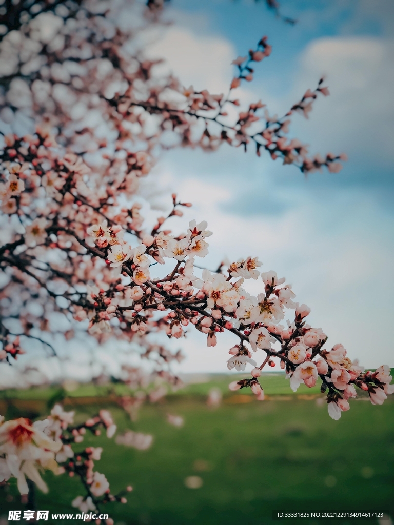 樱花