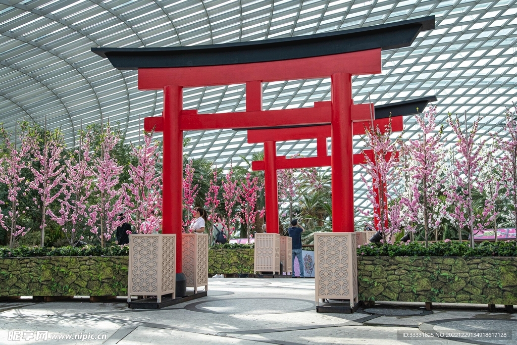 樱花