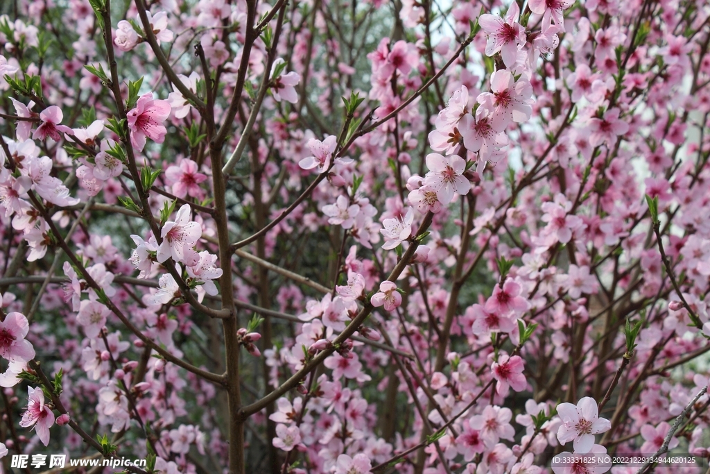 樱花