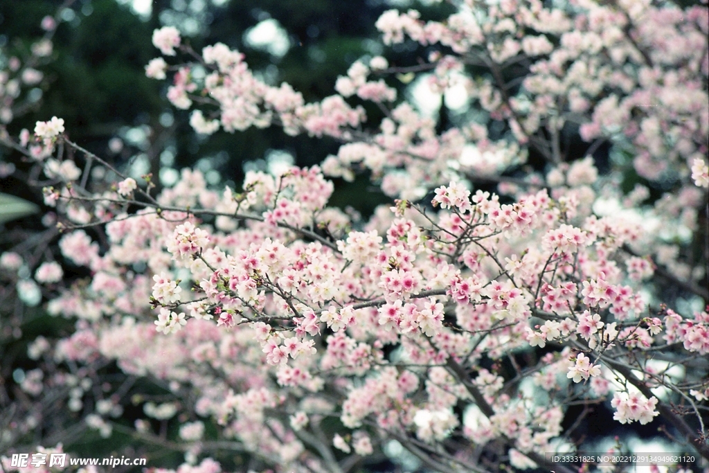 樱花