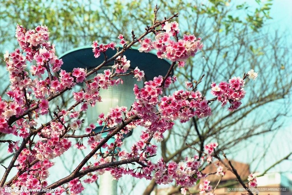 樱花