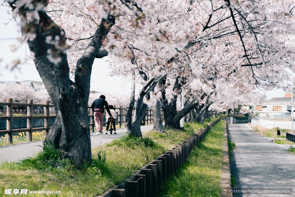 樱花