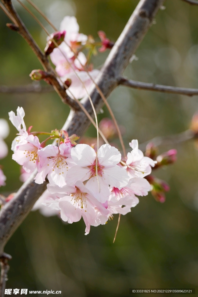 樱花