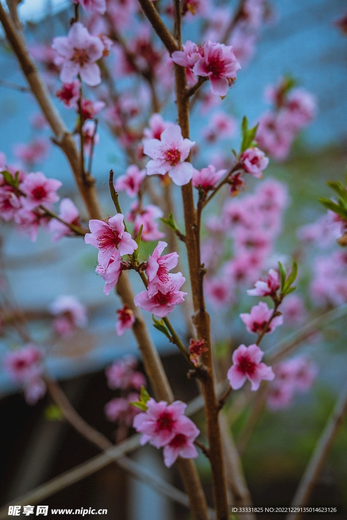 樱花
