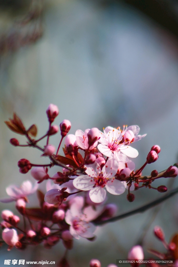 樱花