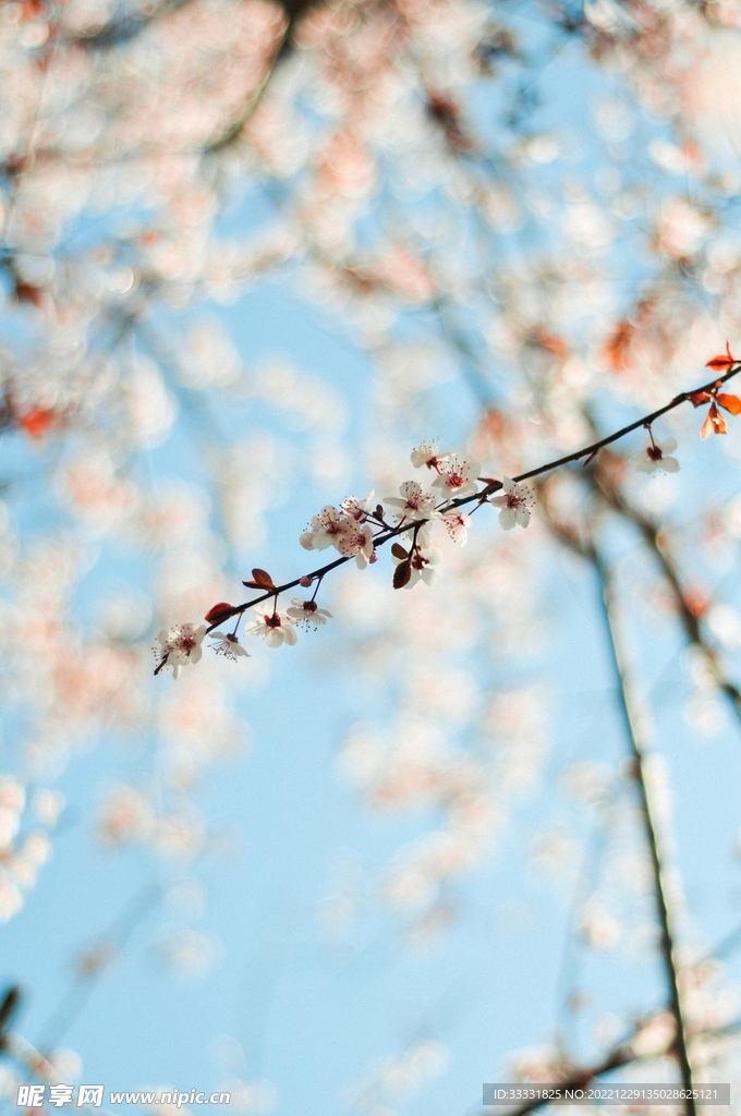 樱花