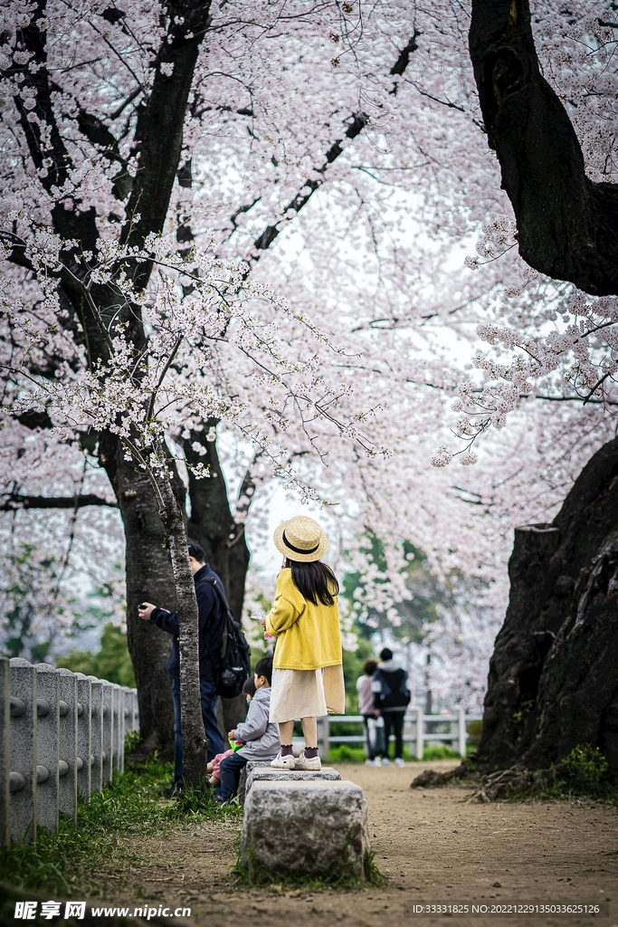樱花