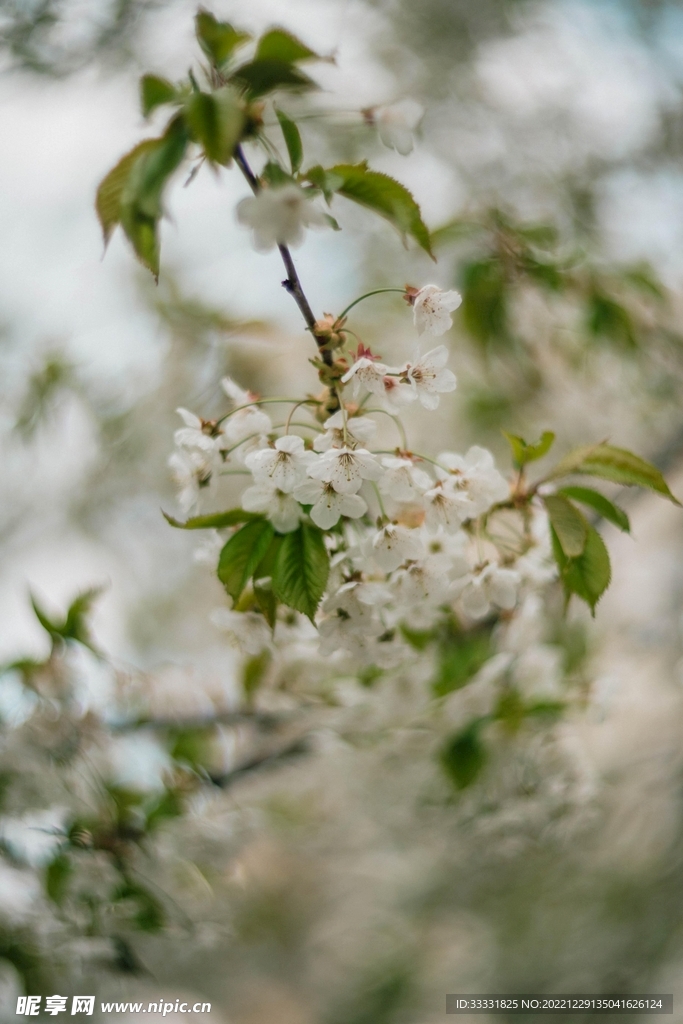 樱花