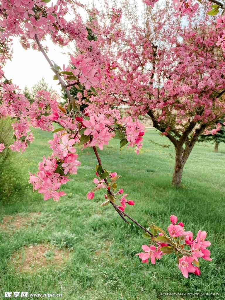 樱花