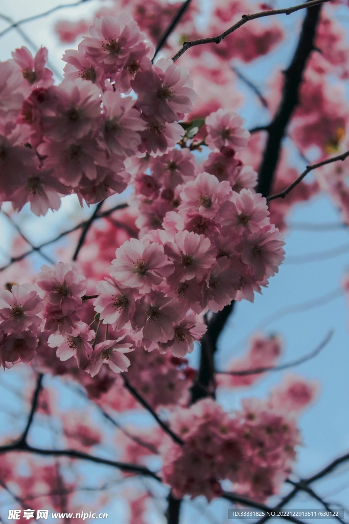 樱花