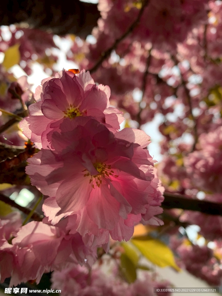 樱花