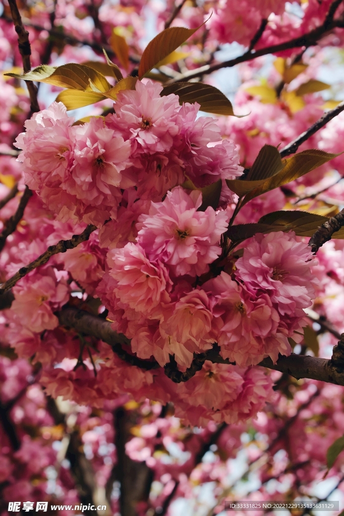 樱花