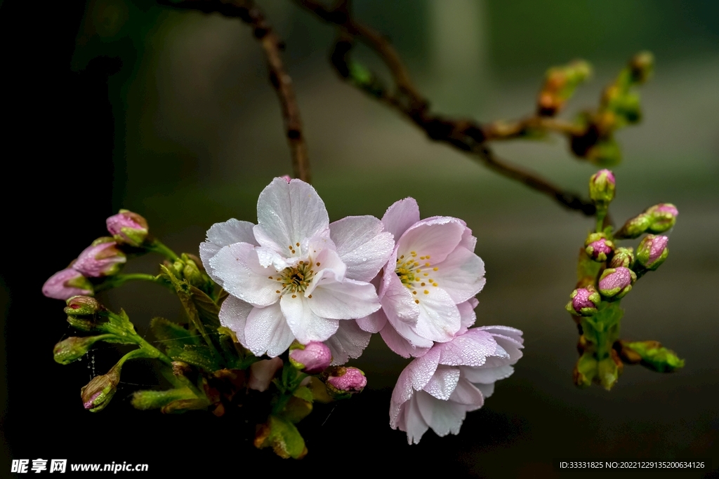 樱花