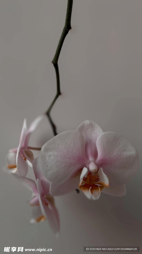 兰花