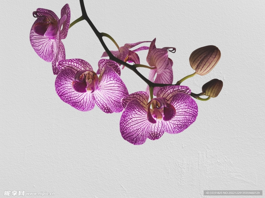 兰花