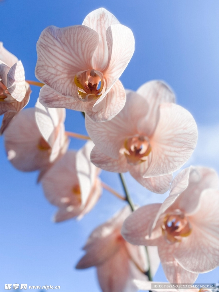 兰花