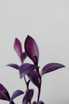 兰花