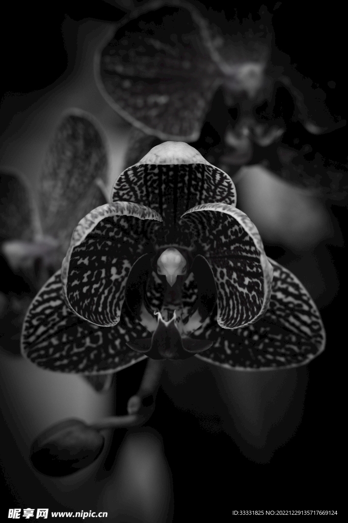 兰花
