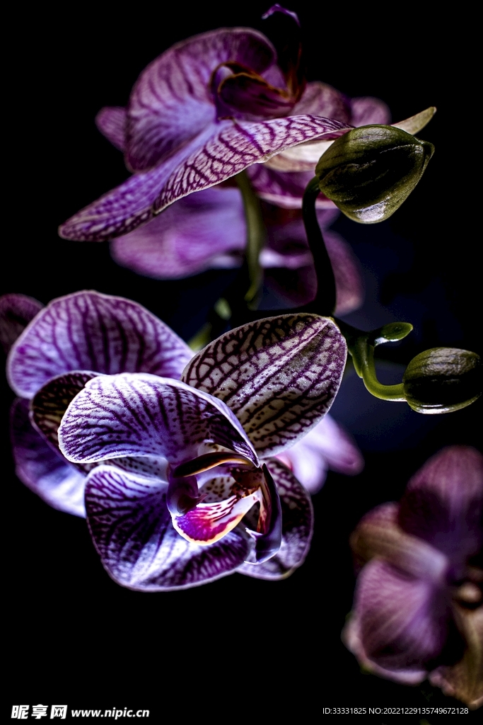 兰花