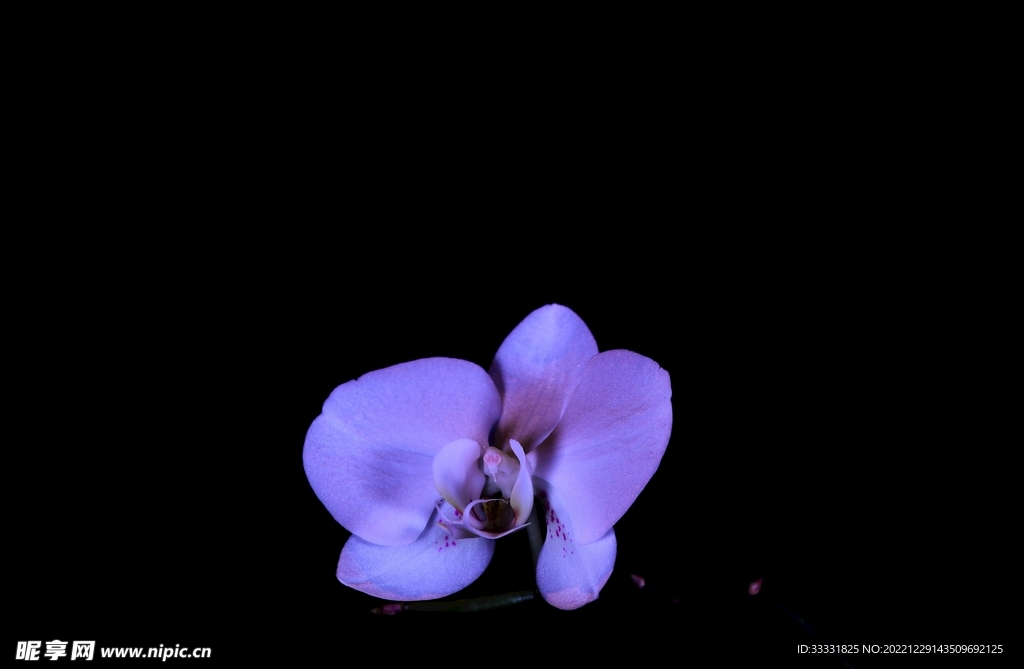 兰花