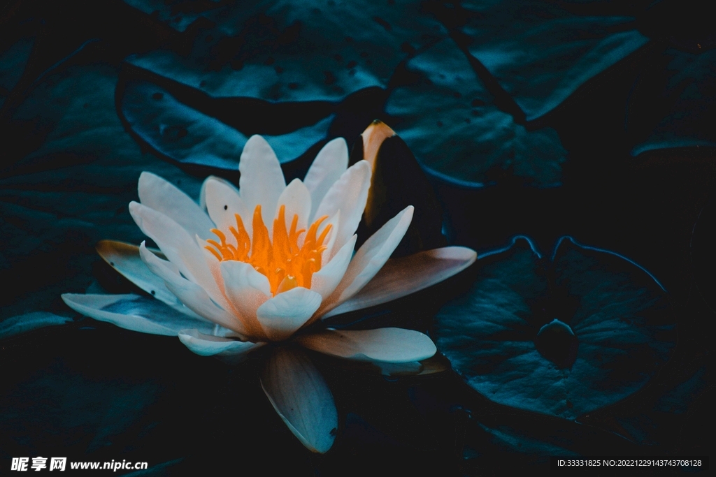 荷花