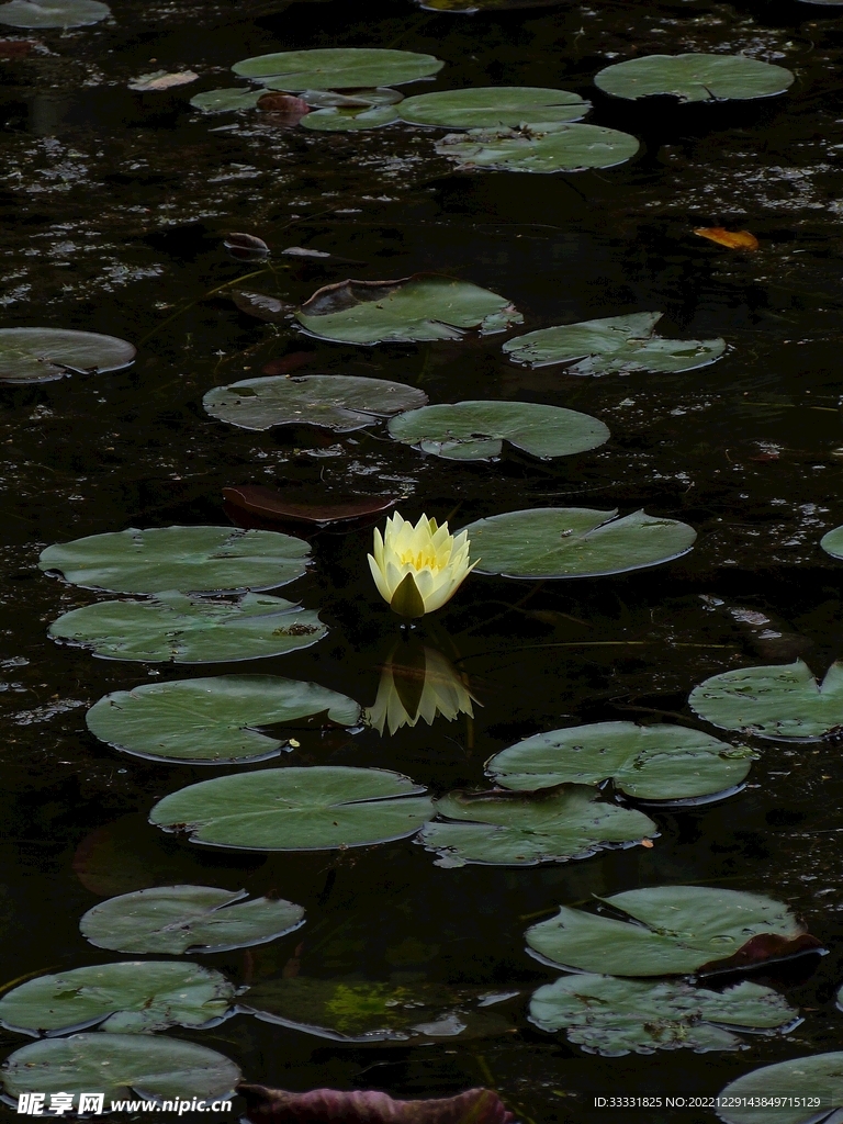 莲花